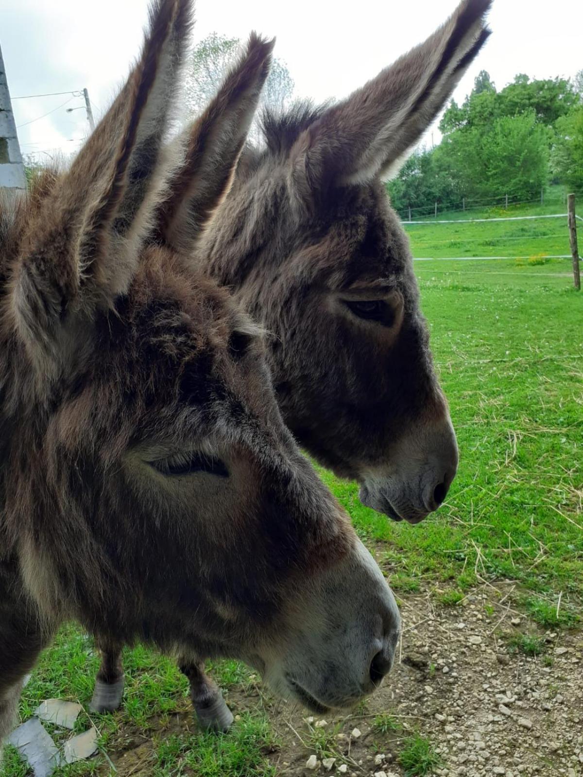 Gite Aux Anes Avec Spa Menetou-Ratel Bagian luar foto
