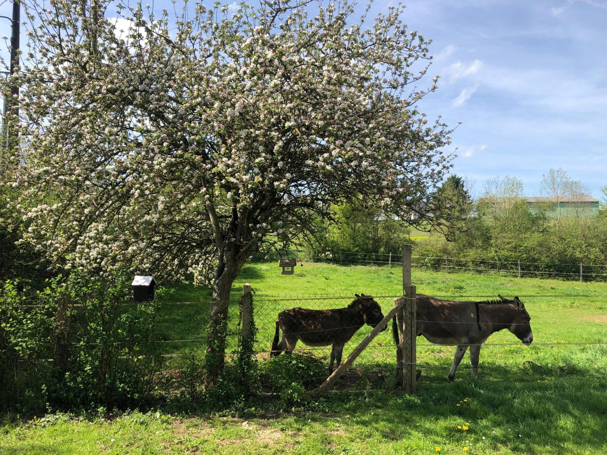 Gite Aux Anes Avec Spa Menetou-Ratel Bagian luar foto