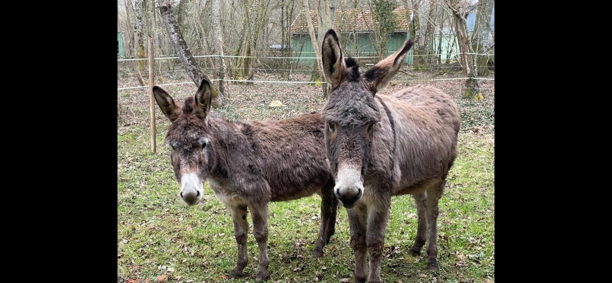 Gite Aux Anes Avec Spa Menetou-Ratel Bagian luar foto